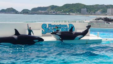 鴨川シーワールドに投稿された画像（2024/6/17）