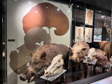 国立科学博物館に投稿された画像（2024/6/17）