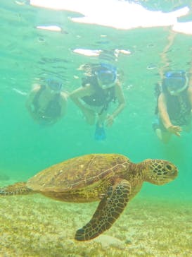 オースリーシュノーケル宮古島に投稿された画像（2024/6/17）