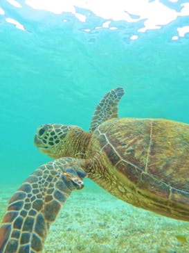 オースリーシュノーケル宮古島に投稿された画像（2024/6/17）