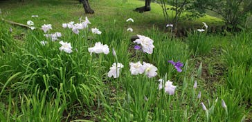 三溪園に投稿された画像（2024/6/17）