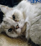 猫カフェモカ　池袋東口店に投稿された画像（2024/6/18）