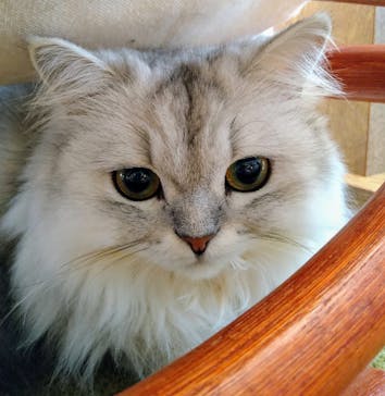 猫カフェモカ　池袋東口店に投稿された画像（2024/6/17）