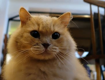 猫カフェモカ　池袋東口店に投稿された画像（2024/6/17）