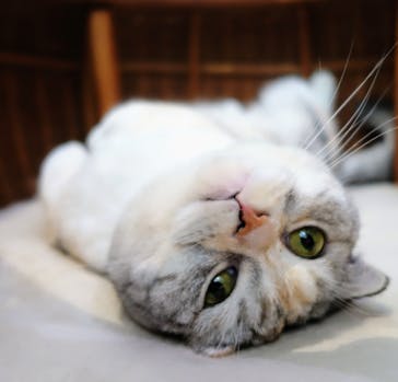 猫カフェモカ　池袋東口店に投稿された画像（2024/6/17）