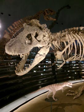 福井県立恐竜博物館に投稿された画像（2024/6/17）