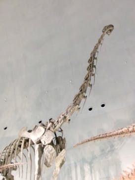 福井県立恐竜博物館に投稿された画像（2024/6/17）