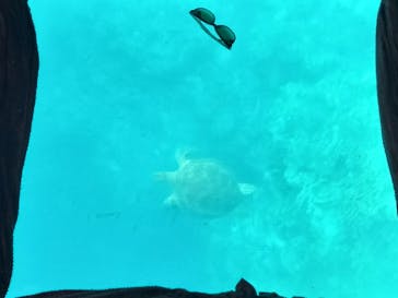 川平マリンサービスに投稿された画像（2024/6/17）