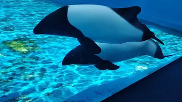 仙台うみの杜水族館に投稿された画像（2024/6/17）
