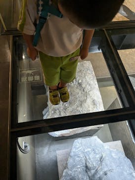 福井県立恐竜博物館に投稿された画像（2024/6/18）