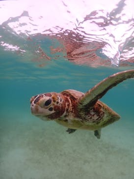 タビワク　宮古島に投稿された画像（2024/6/18）