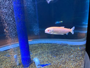 サケのふるさと 千歳水族館に投稿された画像（2024/6/18）