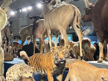 特別展「大哺乳類展３－わけてつなげて大行進」に投稿された画像（2024/6/18）