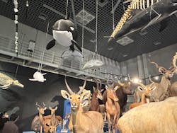 特別展「大哺乳類展３－わけてつなげて大行進」に投稿された画像（2024/6/18）