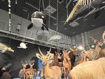 特別展「大哺乳類展３－わけてつなげて大行進」に投稿された画像（2024/6/18）