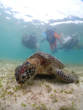 初心者専門宮古島シュノーケリングツアーに投稿された画像（2024/6/18）