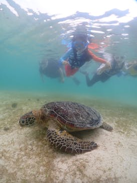 初心者専門宮古島シュノーケリングツアーに投稿された画像（2024/6/18）