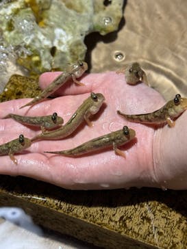 ゼロ距離水族館 伊勢シーパラダイスに投稿された画像（2024/6/18）
