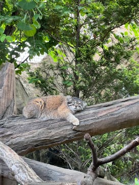 那須どうぶつ王国に投稿された画像（2024/6/18）