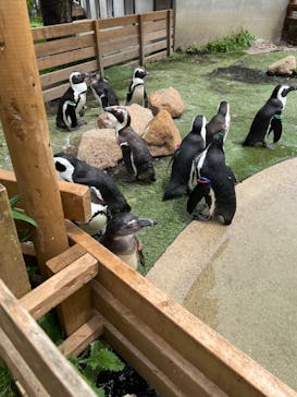 那須どうぶつ王国に投稿された画像（2024/6/18）