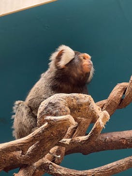 那須どうぶつ王国に投稿された画像（2024/6/18）