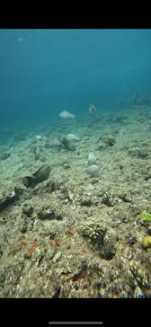 武藤潜水に投稿された画像（2024/6/18）