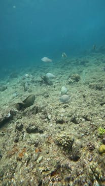 武藤潜水に投稿された画像（2024/6/18）