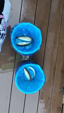 横浜・八景島シーパラダイスに投稿された画像（2024/6/18）