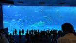 沖縄美ら海水族館に投稿された画像（2024/6/18）
