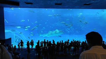 沖縄美ら海水族館に投稿された画像（2024/6/18）