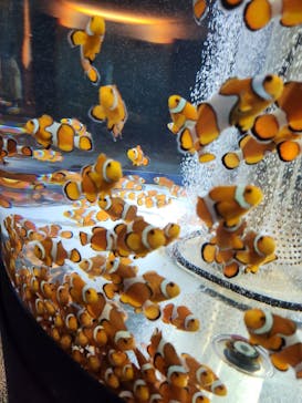 鴨川シーワールドに投稿された画像（2024/6/18）