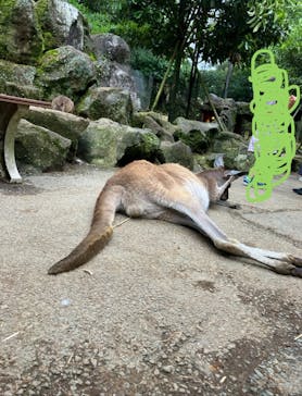 伊豆シャボテン動物公園に投稿された画像（2024/6/18）
