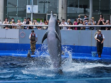 大分マリーンパレス水族館 「うみたまご」に投稿された画像（2024/6/18）