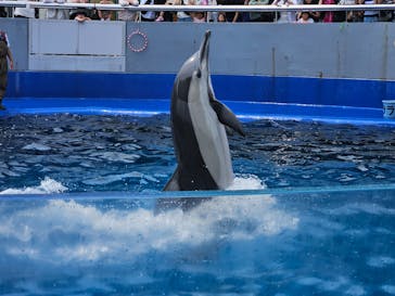 大分マリーンパレス水族館 「うみたまご」に投稿された画像（2024/6/18）