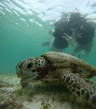 オースリーシュノーケル宮古島に投稿された画像（2024/6/18）