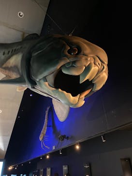 環境水族館アクアマリンふくしまに投稿された画像（2024/6/18）