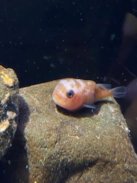 環境水族館アクアマリンふくしまに投稿された画像（2024/6/18）