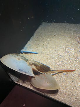 環境水族館アクアマリンふくしまに投稿された画像（2024/6/18）