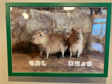 おさるランド＆アニタウン　日光さる軍団劇場に投稿された画像（2024/6/18）