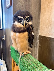 ふくろうカフェRicky仙台店（リッキー）に投稿された画像（2024/6/18）