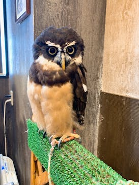 ふくろうカフェRicky仙台店（リッキー）に投稿された画像（2024/6/18）