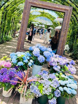 横浜イングリッシュガーデンに投稿された画像（2024/6/19）