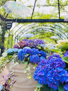 横浜イングリッシュガーデンに投稿された画像（2024/6/19）