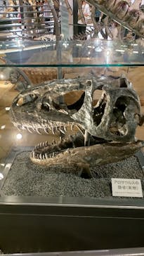福井県立恐竜博物館に投稿された画像（2024/6/19）
