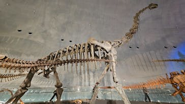 福井県立恐竜博物館に投稿された画像（2024/6/19）