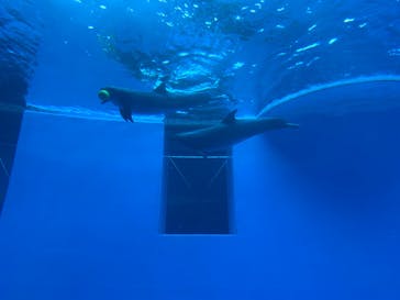 上越市立水族博物館 うみがたりに投稿された画像（2024/6/19）