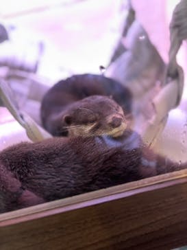 マクセル アクアパーク品川に投稿された画像（2024/6/19）