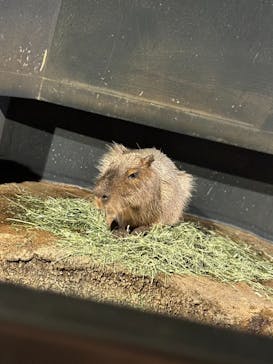 マクセル アクアパーク品川に投稿された画像（2024/6/19）