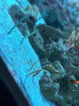 マクセル アクアパーク品川に投稿された画像（2024/6/19）