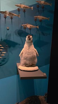 国立科学博物館に投稿された画像（2024/6/19）